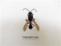 藏品(膜翅目(蜂))的圖片